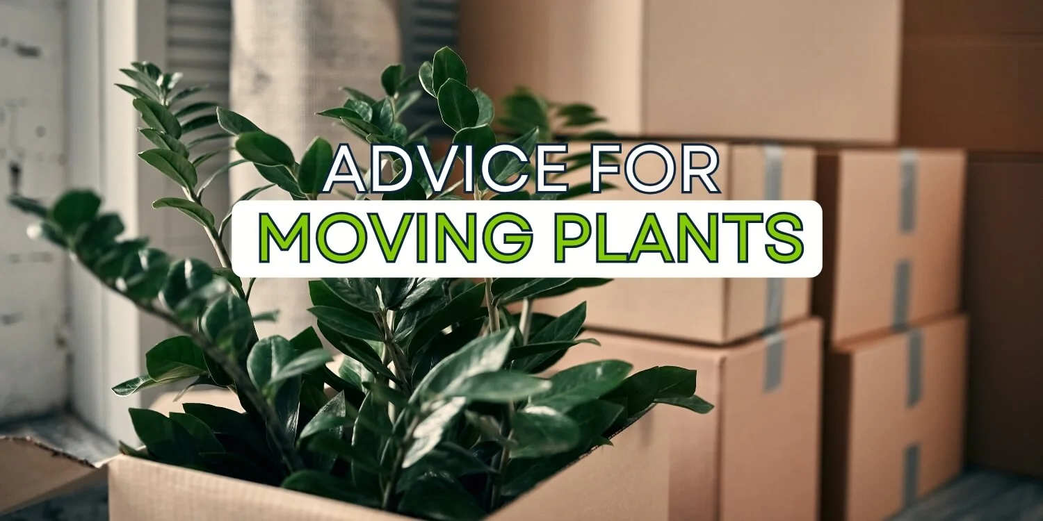 moving plants​