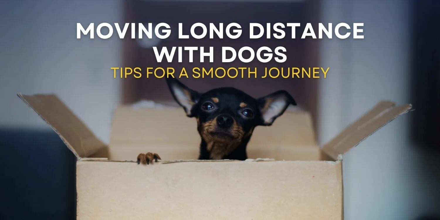 tips for moving with dog